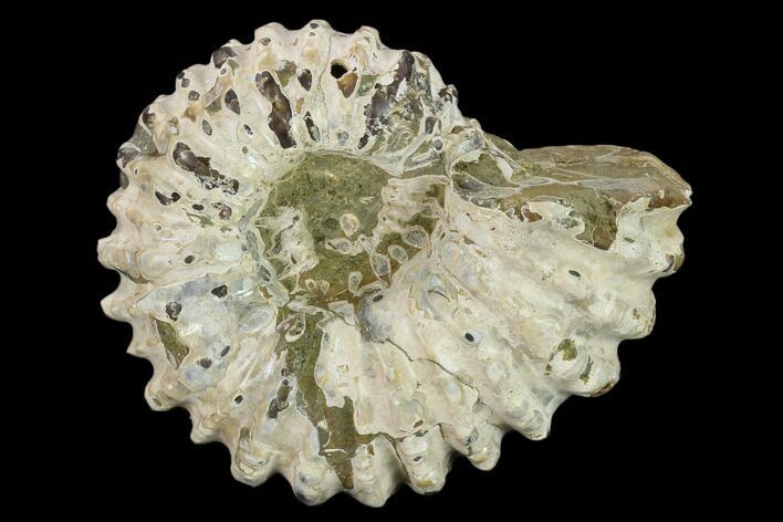 Bumpy Ammonite (Douvilleiceras) Fossil - Madagascar #134182
